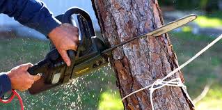 Best Tree Removal  in Wytheville, VA