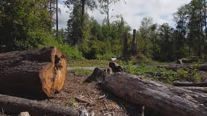 Best Stump Grinding and Removal  in Wytheville, VA