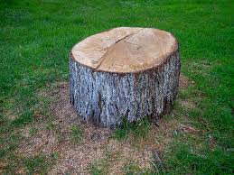 Best Tree Preservation Services  in Wytheville, VA