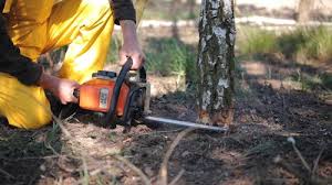 Best Root Management and Removal  in Wytheville, VA