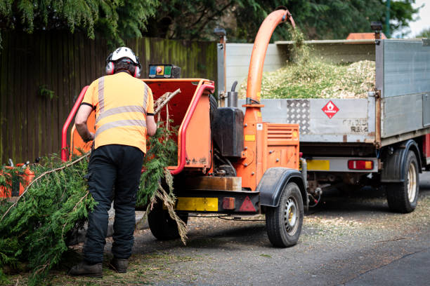 Best Tree Health Inspection  in Wytheville, VA