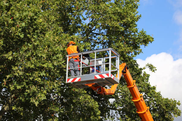 Reliable Wytheville, VA Tree Services Solutions