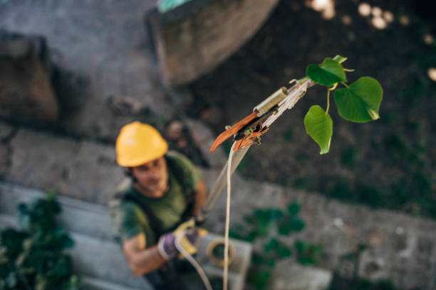 Best Storm Damage Tree Cleanup  in Wytheville, VA
