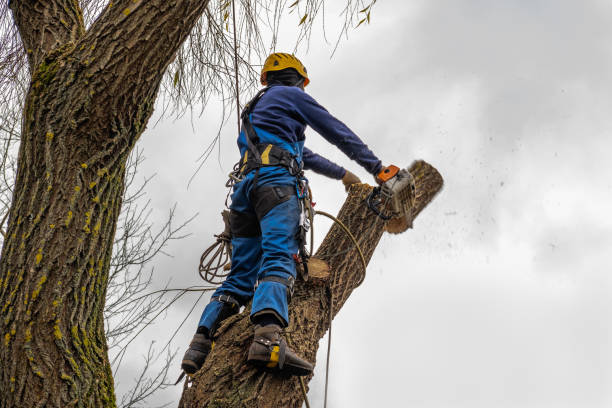Best Arborist Consultation Services  in Wytheville, VA