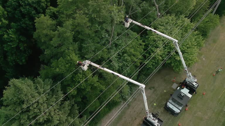  Wytheville, VA Tree Services Pros