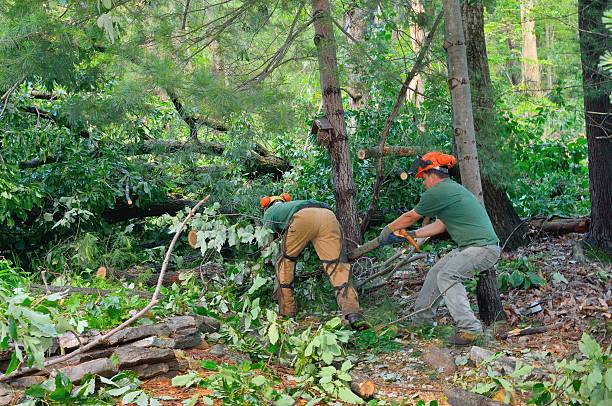 Best Lawn Renovation and Restoration  in Wytheville, VA