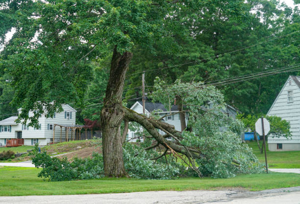 Best Lawn Drainage Solutions  in Wytheville, VA