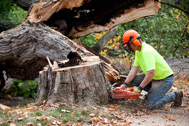 How Our Tree Care Process Works  in  Wytheville, VA