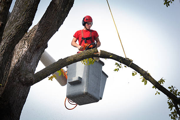 Best Tree Maintenance Programs  in Wytheville, VA