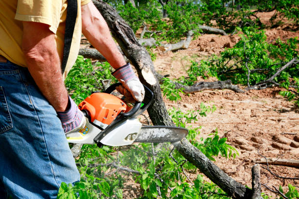 Best Hazardous Tree Removal  in Wytheville, VA