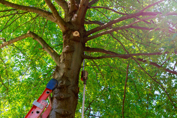 Best Tree Preservation Services  in Wytheville, VA